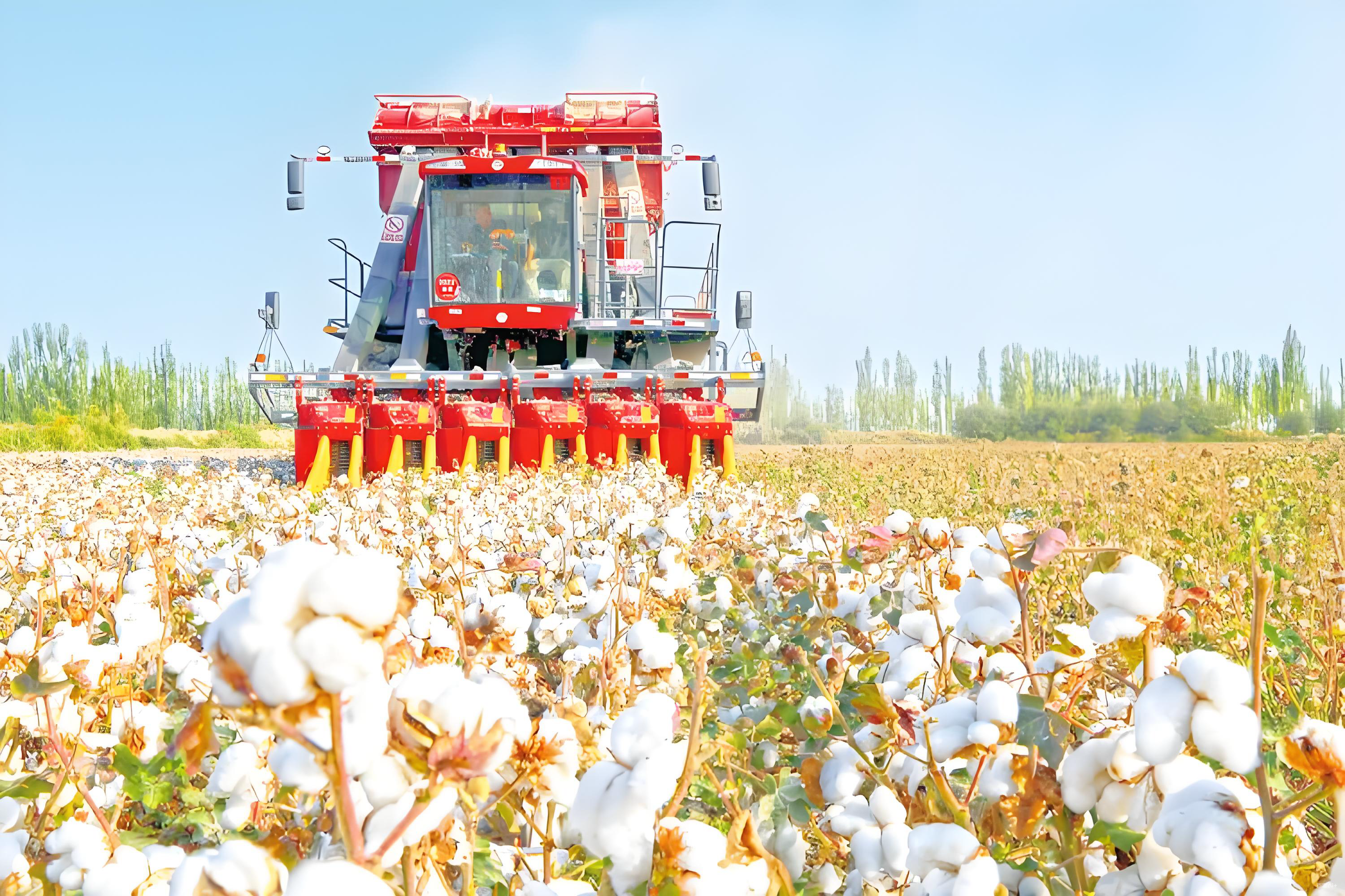 棉花朵朵开 机收好丰景 “棉花院士”点赞
